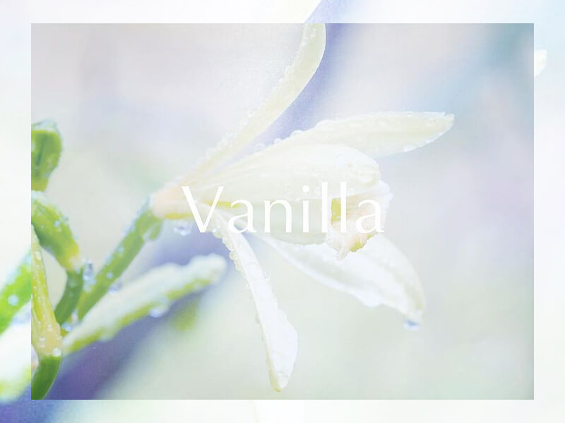 広島県広島広島市福山福山市のVANillAヴァニラの婚約指輪エンゲージリングと結婚指輪マリッジリングのブランドVANillA ORiGiNAL ヴァニラオリジナルのコンセプト
