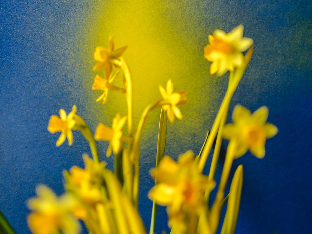 映画Bigfishビッグフィッシュをイメージするような黄色い水仙の花畑