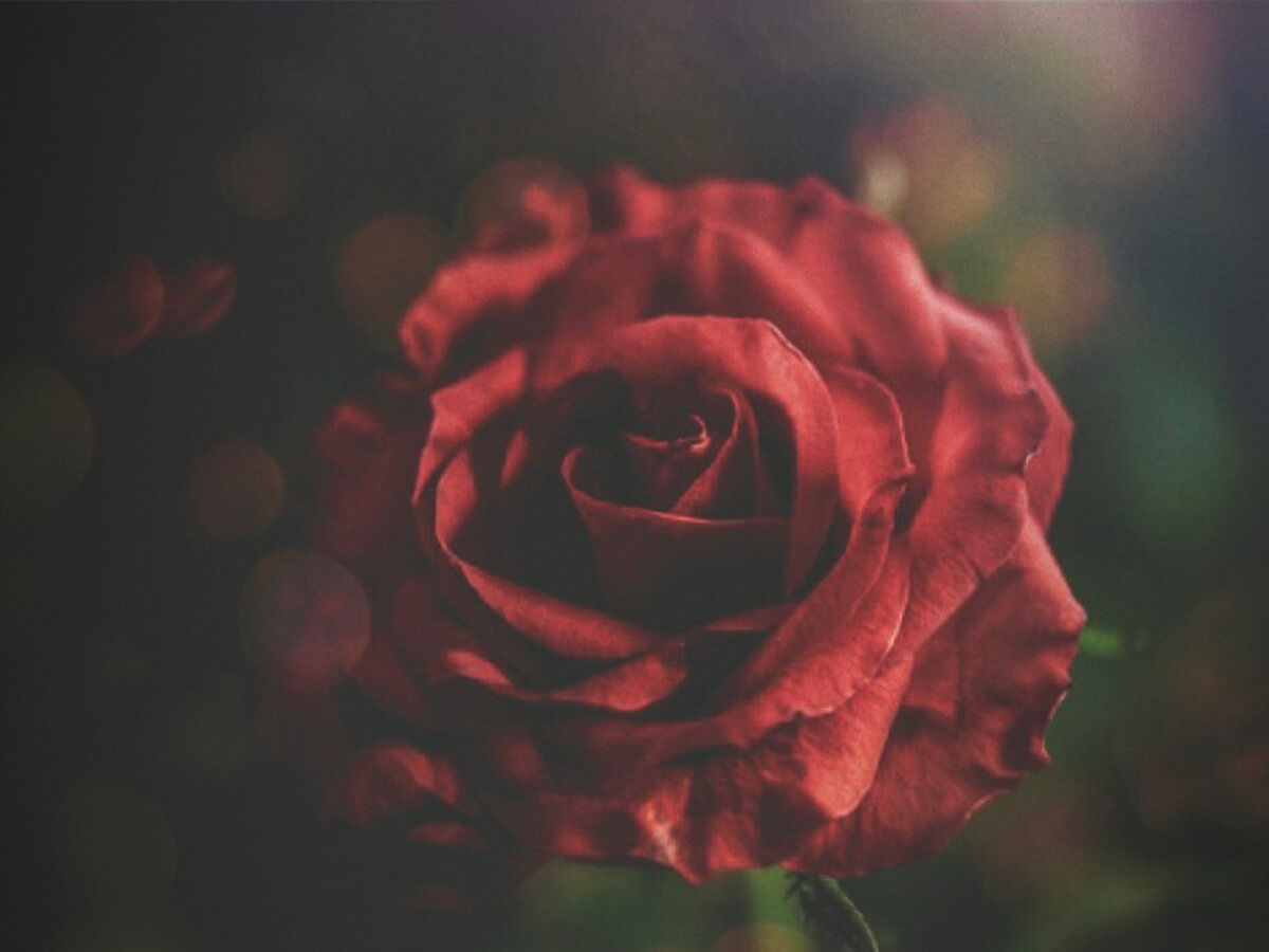 薔薇