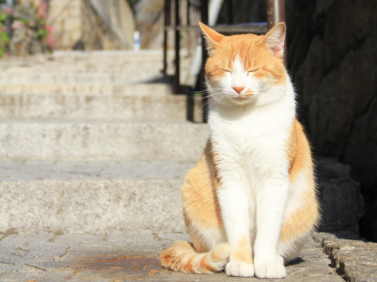 尾道・猫
