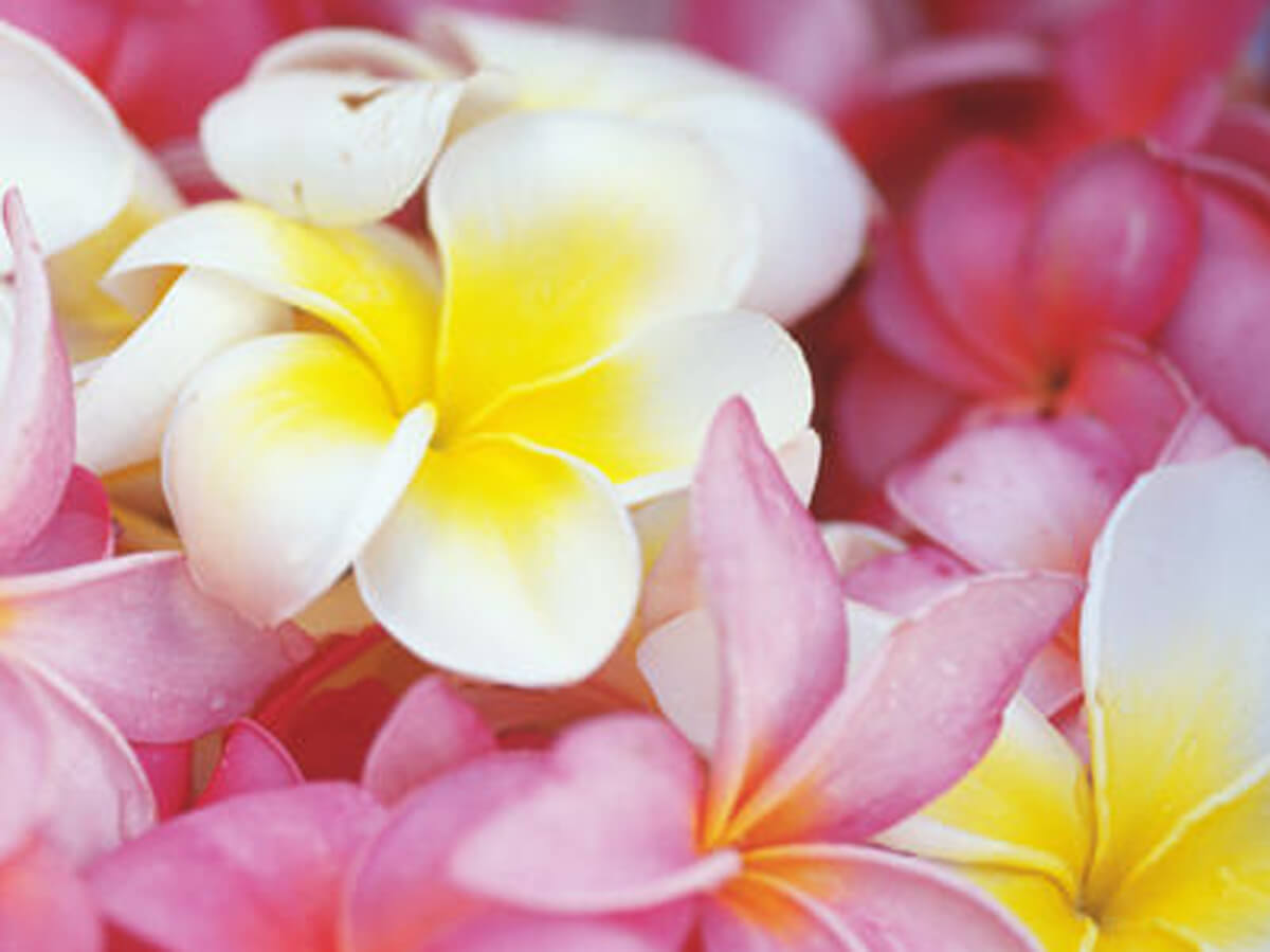 Makana イメージ1