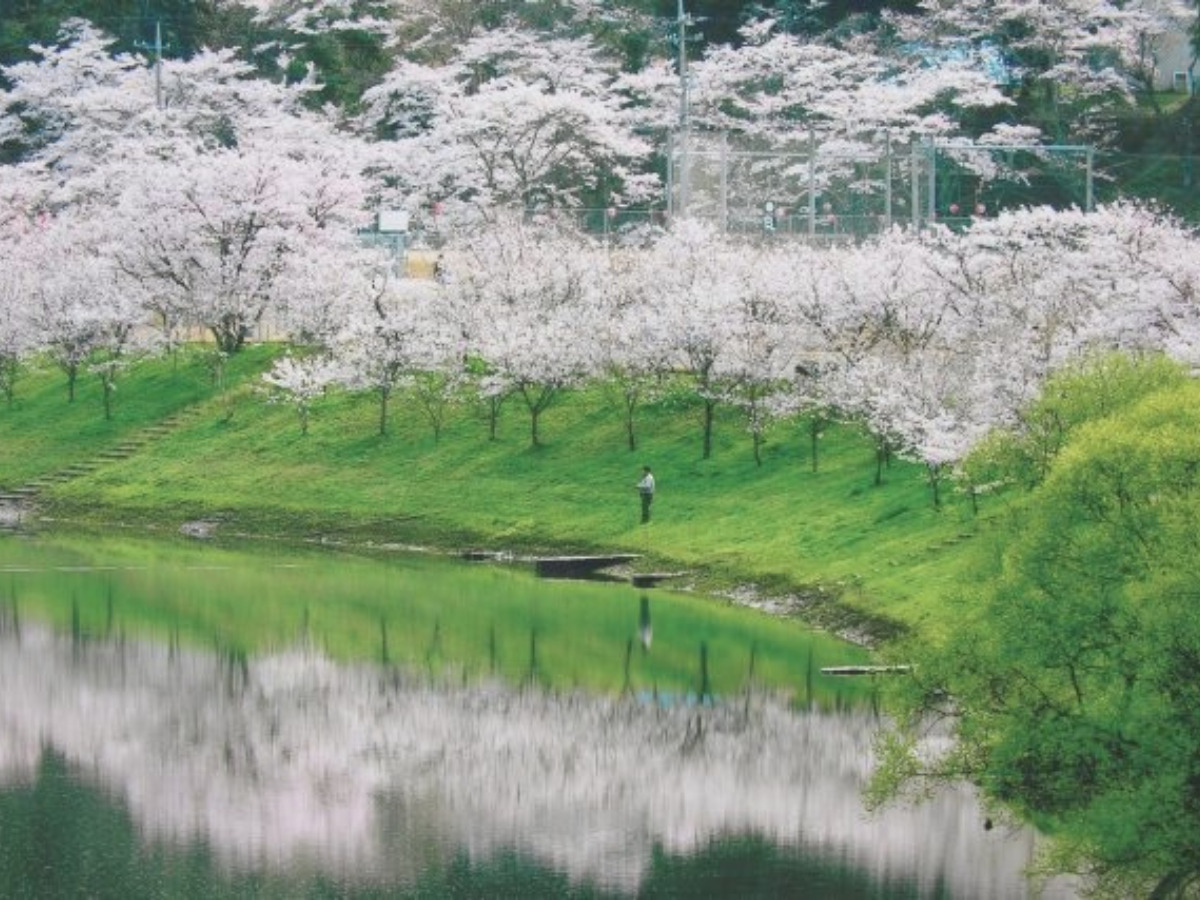 桜