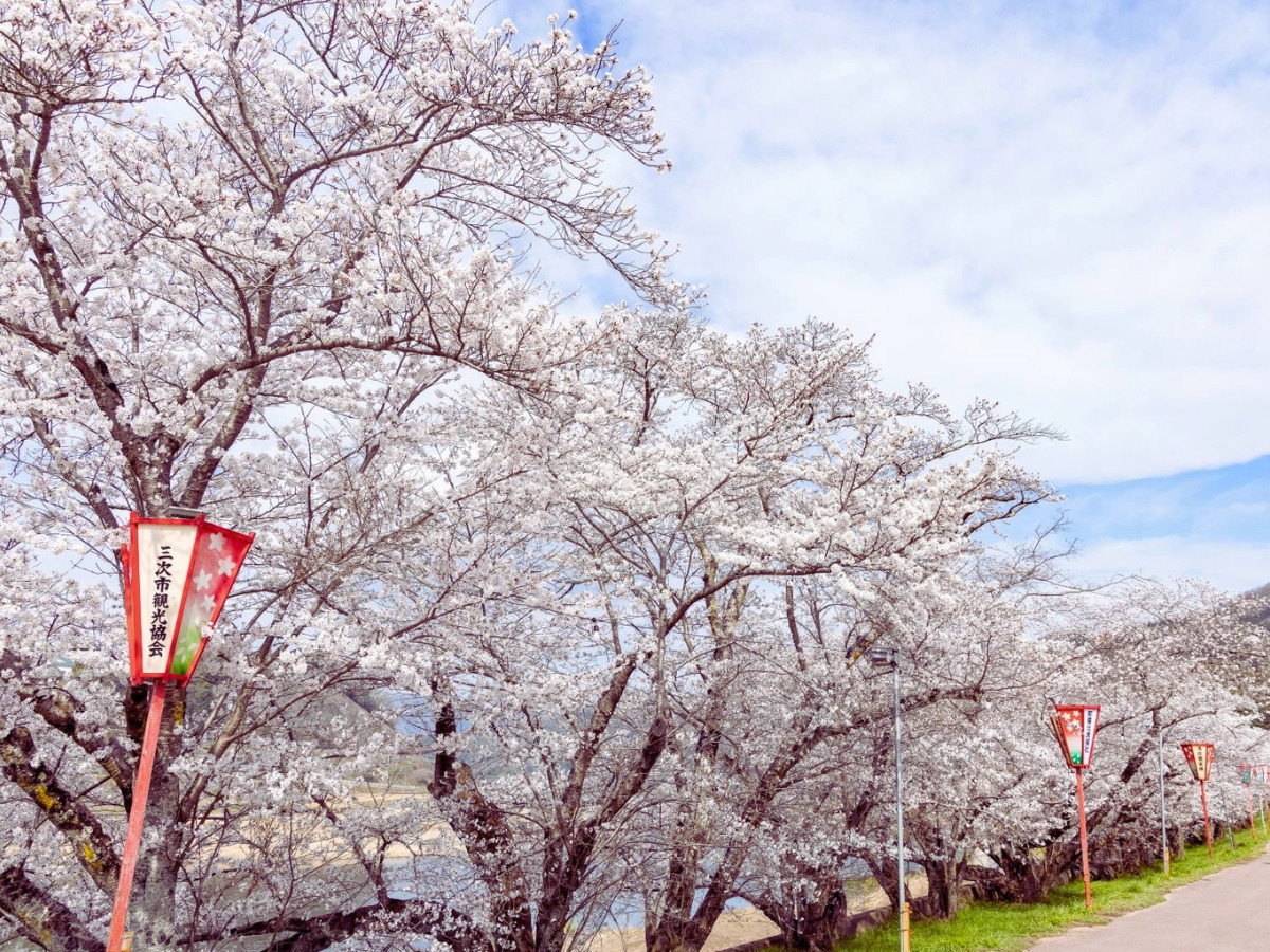 桜