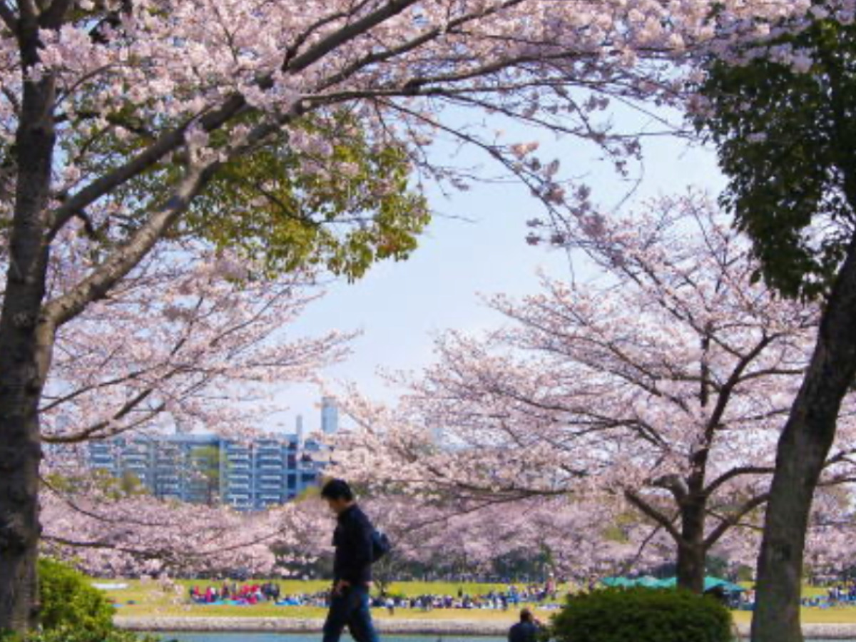 広島県桜