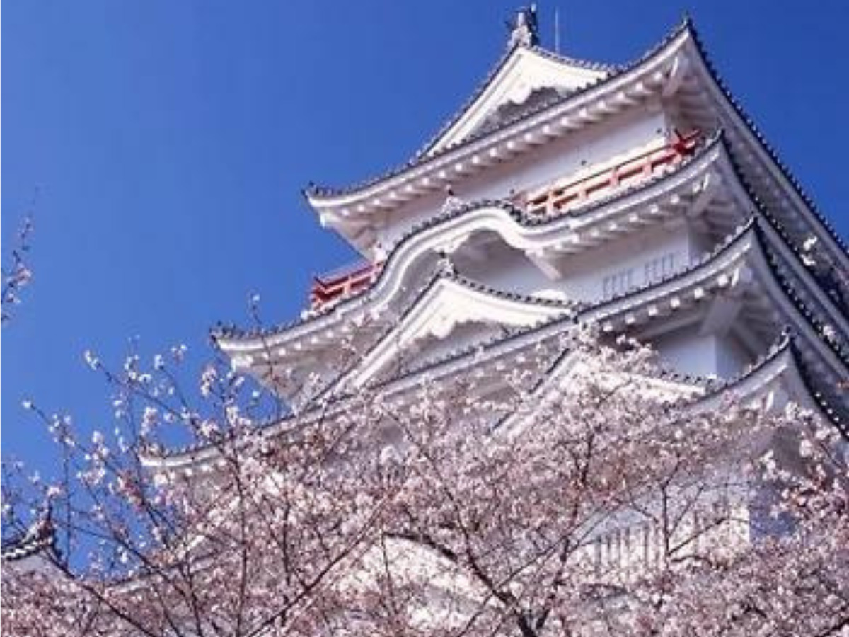 桜