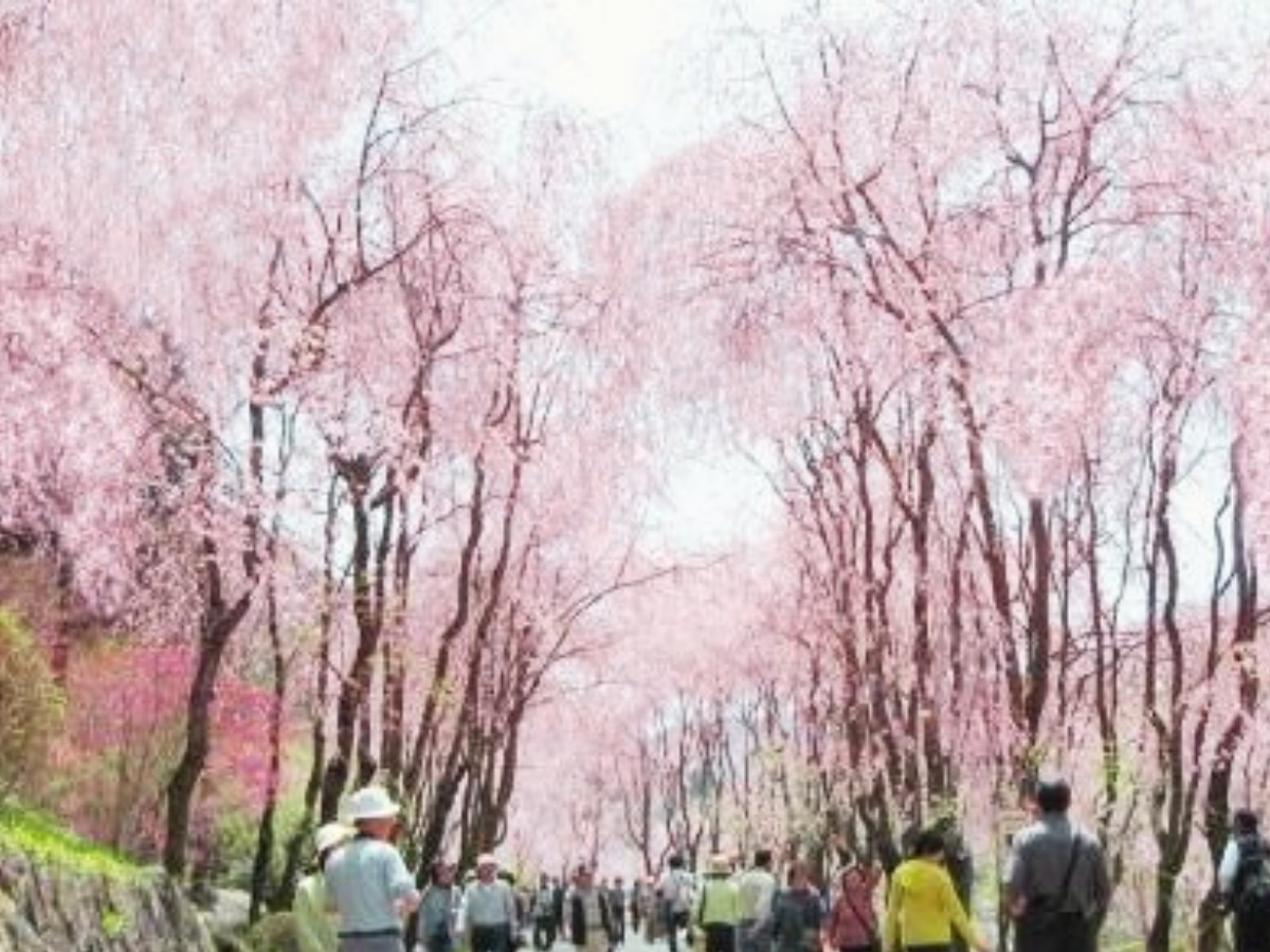 桜