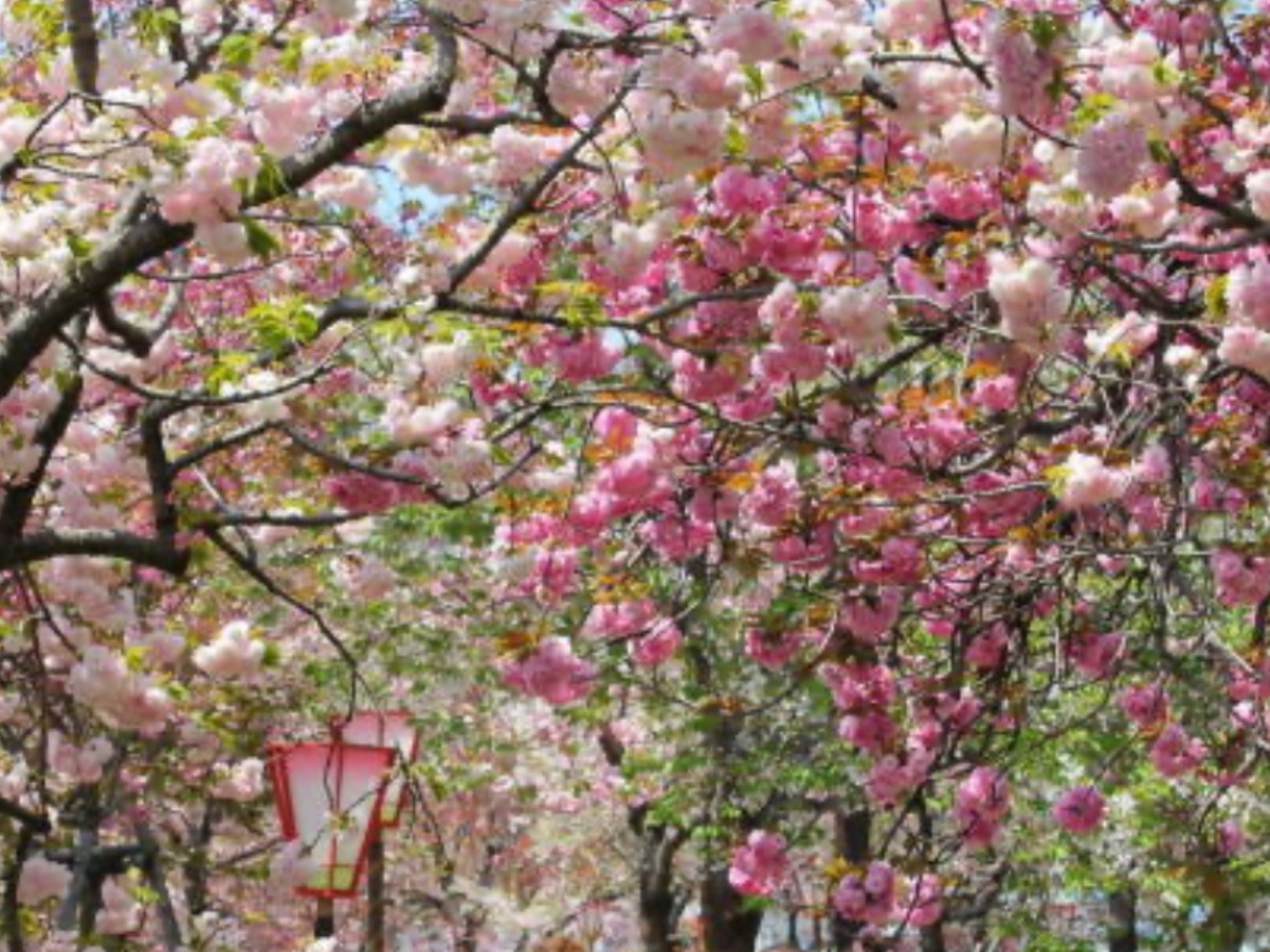 広島県桜