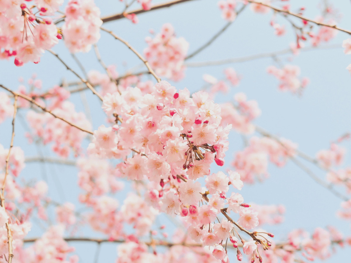 桜