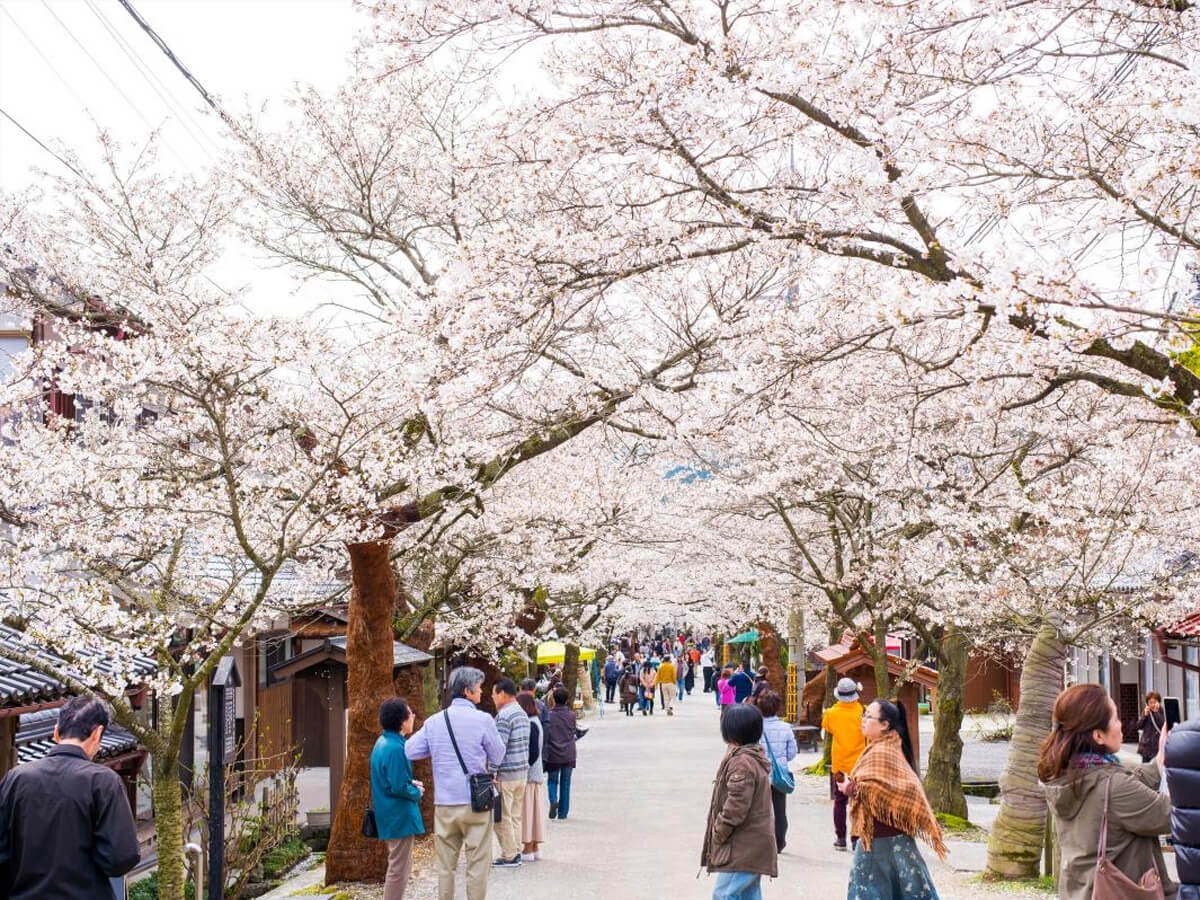 がいせん桜
