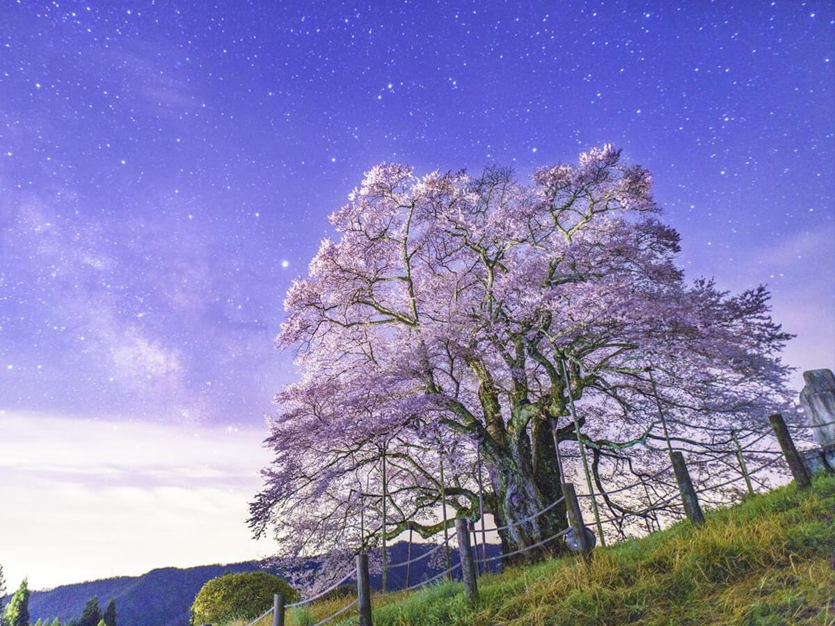 醍醐桜